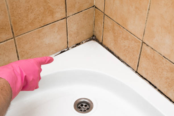 Professional Mold Removal in Cleona, PA